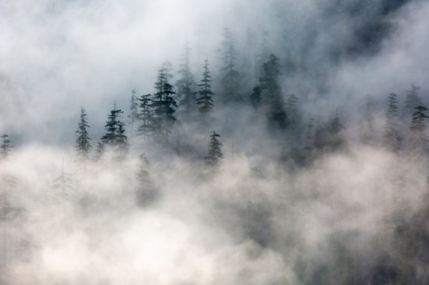fog in forest