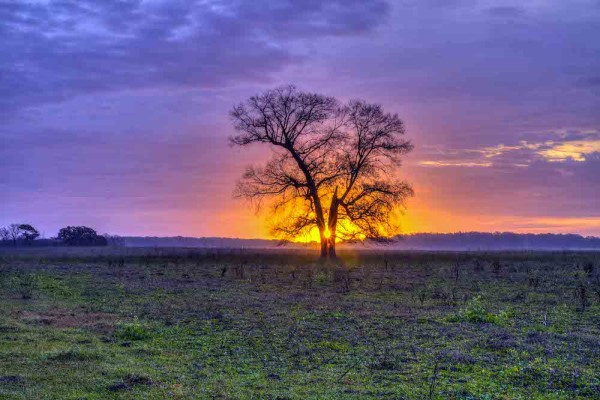 sunrise in the field